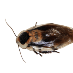 cockroach