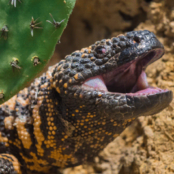 reptilian-thinking-landlords